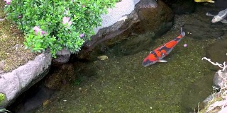 美丽的锦鲤在清澈的水中游泳