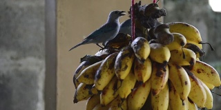 鸟类吃香蕉