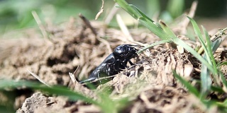 黑小野生昆虫吃草