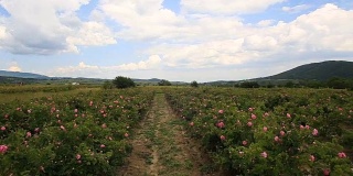 美丽的保加利亚玫瑰谷景色