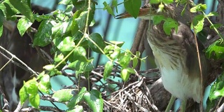 在树上筑巢的白鹭
