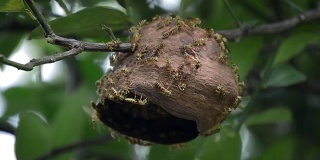 不完整的黄蜂的巢