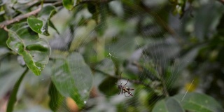 蜘蛛网间隔拍摄