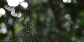 蜘蛛网和风力