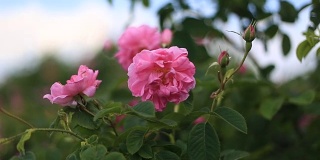 Pink rose damascena close up