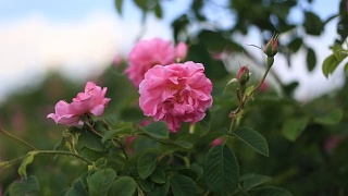 Pink rose damascena close up视频素材模板下载
