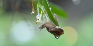 下雨天，蜗牛在叶子上