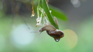 下雨天，蜗牛在叶子上视频素材模板下载