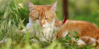 可爱有趣的红白猫在红色的领子放松在绿色的草地上在夏天的花园。日落，摄影，浅景深，50帧/秒。