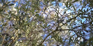成熟的橄榄在树上与叶子的特写