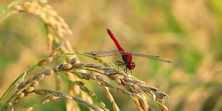 红蜻蜓，秋天，稻穗