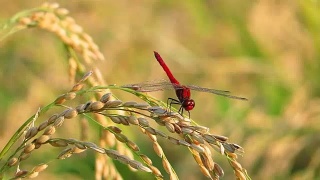 红蜻蜓，秋天，稻穗视频素材模板下载