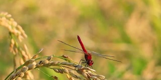 红蜻蜓，秋天，稻穗