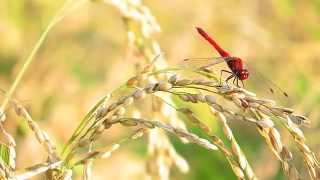 红蜻蜓，秋天，稻穗视频素材模板下载