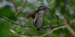 饥饿的雏鸟肩并肩栖息。