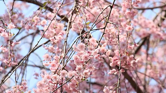 樱花的花,将日本秋田犬