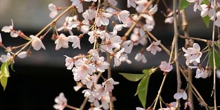 樱花的花,将日本秋田犬