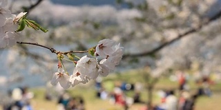 樱花的花,将日本秋田犬