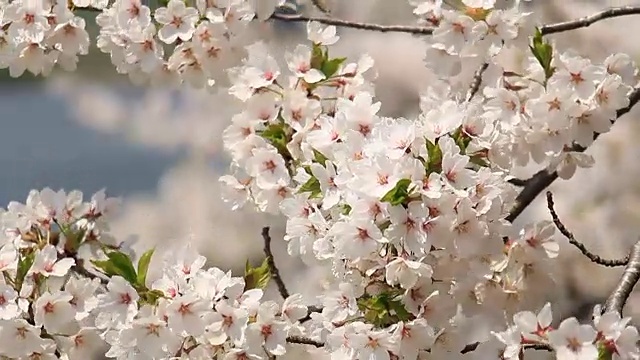 樱花的花,将日本秋田犬