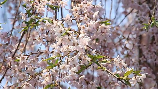 樱花的花,将日本秋田犬