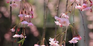 樱花的花,将日本秋田犬