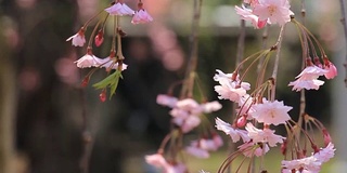 樱花的花,将日本秋田犬