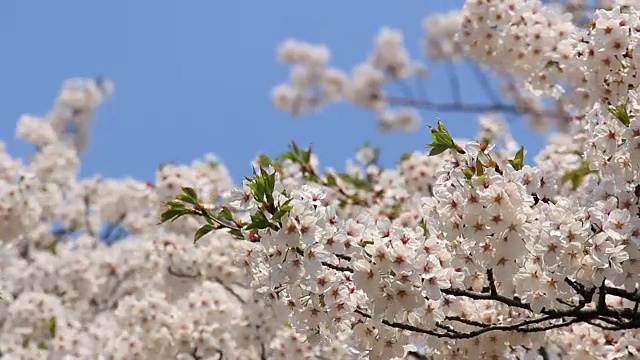 樱花的花,将日本秋田犬