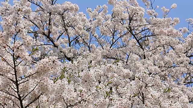 樱花的花,将日本秋田犬