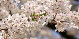 樱花的花,将日本秋田犬