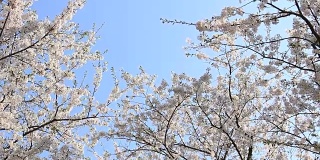 樱花的花,将日本秋田犬