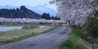 樱花的花,将日本秋田犬