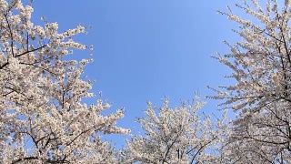 樱花的花,将日本秋田犬视频素材模板下载