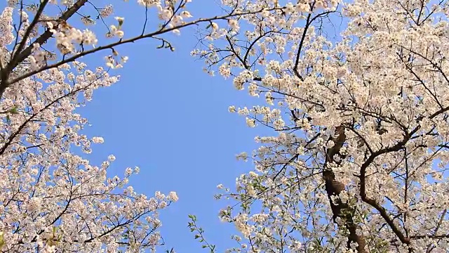 樱花的花,将日本秋田犬