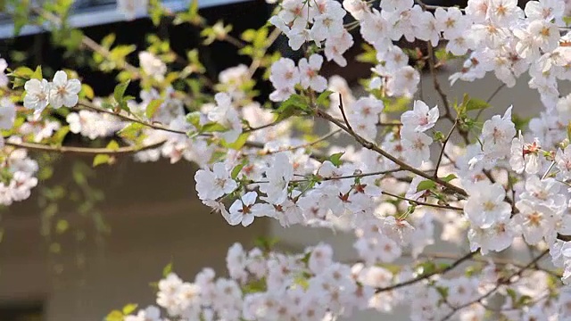 樱花的花,将日本秋田犬