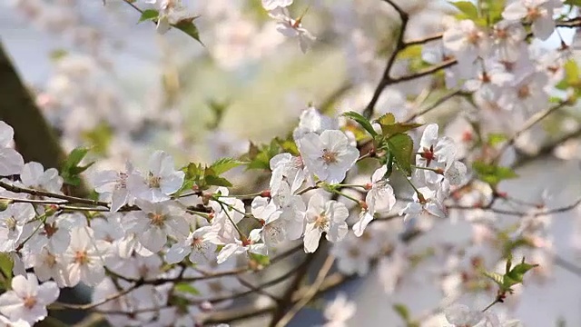 樱花的花,将日本秋田犬