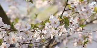 樱花的花,将日本秋田犬