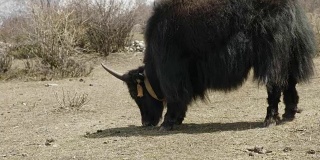 喜马拉雅牦牛在尼泊尔的群山中吃草。Manaslu电路长途跋涉。