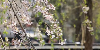 樱花的花,将日本秋田犬