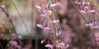 樱花的花,将日本秋田犬