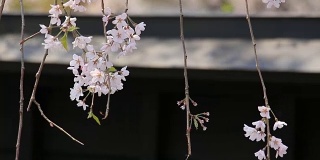 樱花的花,将日本秋田犬
