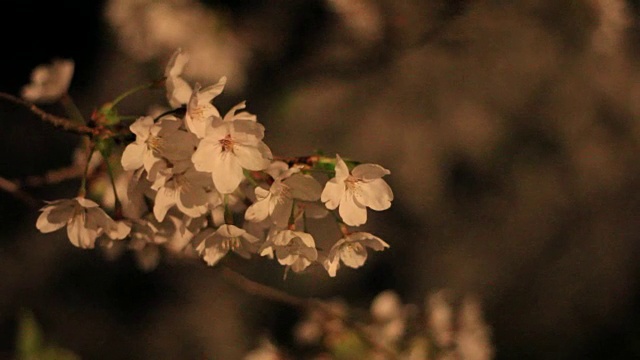 樱花的花,将日本秋田犬