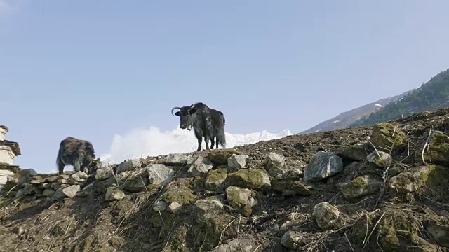 喜马拉雅牦牛在尼泊尔的群山中吃草。Manaslu电路长途跋涉。