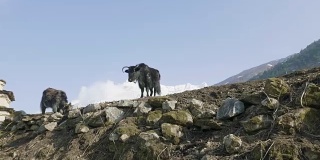 喜马拉雅牦牛在尼泊尔的群山中吃草。Manaslu电路长途跋涉。