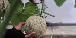 日本瓜或青瓜或哈密瓜在温室。有机耕作。