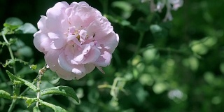 奶油色的玫瑰在花园里随风摇摆。香槟色的玫瑰花蕾映衬着绿色的叶子，靠近一点。夏天盛开的玫瑰。模糊的背景，柔和的选择焦点