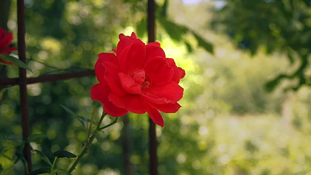 红玫瑰在花园里开花。夏日单朵红玫瑰，近距离开放。红色的花瓣和绿色的叶子合在一起。夏天的花花。模糊的背景，柔和的选择焦点