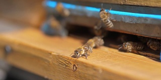 慢动作生活方式视频蜂房。一群蜜蜂飞进蜂房采集花粉和蜂蜜。养蜂概念蜜蜂农业。蜜蜂围着蜂巢成群飞翔