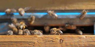养蜂场的慢动作录像。一群蜜蜂飞进蜂房采集花粉和蜂蜜。养蜂概念蜜蜂农业。蜂群和生活方式围绕飞行他们的蜂箱