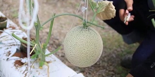收获新鲜的日本瓜。瓜在温室，有机农业。