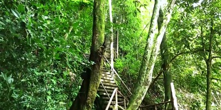 森林里的楼梯梯